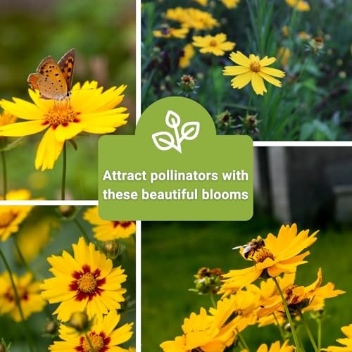 – Coreopsis Seed Collection for Planting – Dwarf Lance-Leaved & Plains