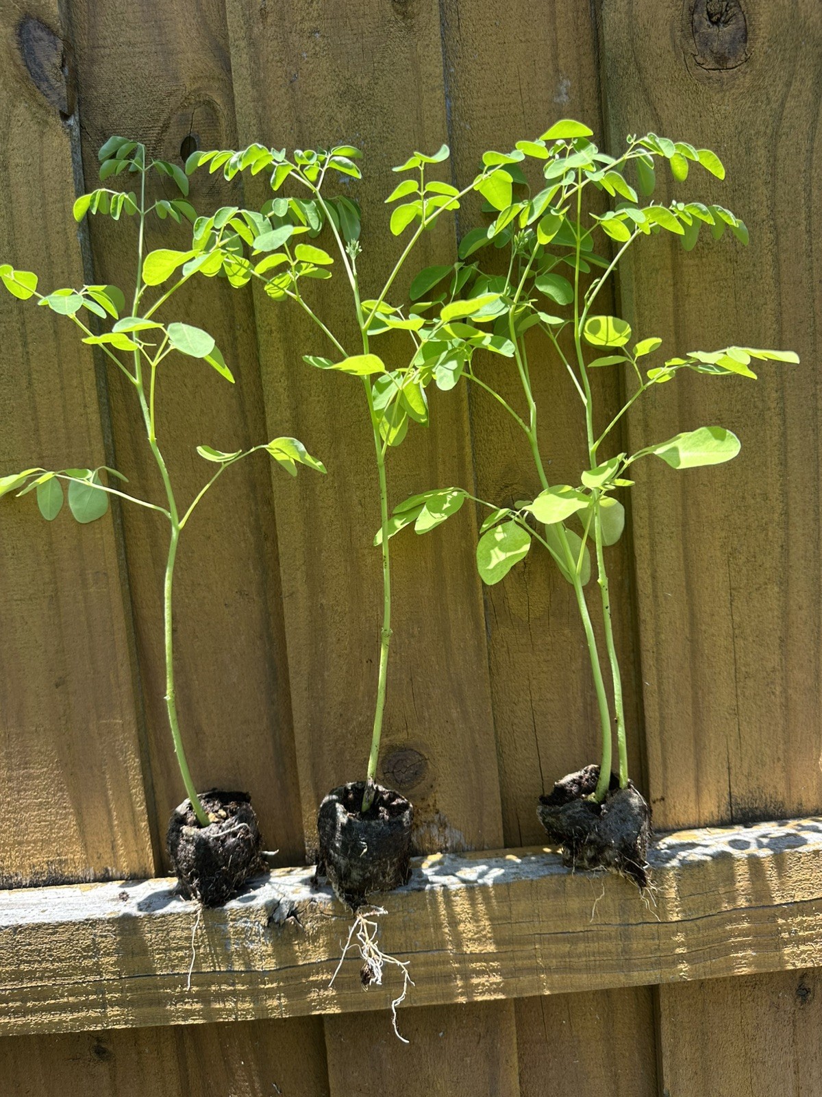 2 Live Moringa Tree Seedlings 1 Foot + Moringa Oleifera live Miracle Tree Plant