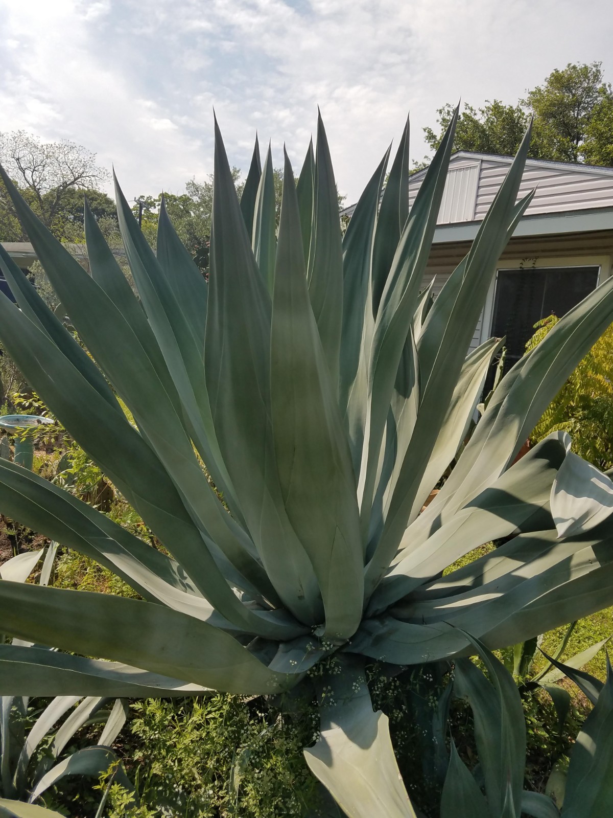 Beautiful Agave weberi blue/green spineless rigid leaves 1 pup