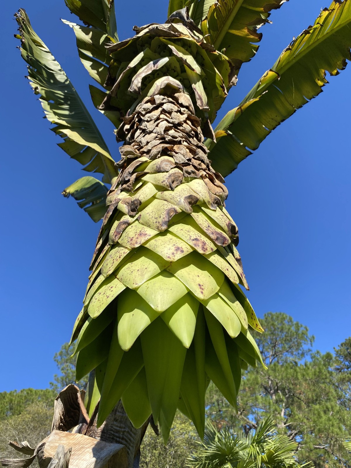Ensete glaucum – Snow Banana Seeds!