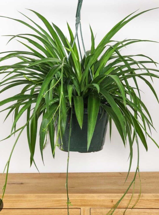 CHLOROPHYTUM COMOSUM GREEN SPIDER PLANT BARE ROOT/PUP
