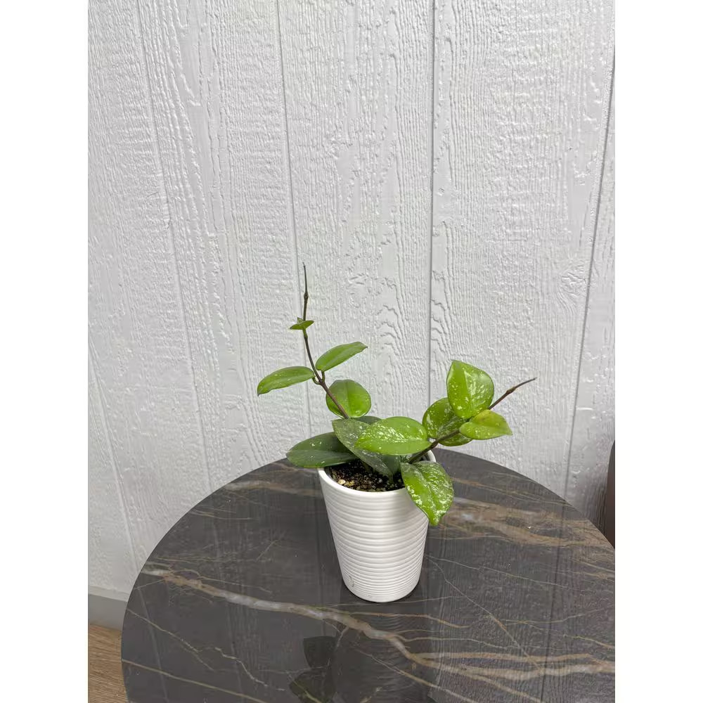 Endless Cascades Hoya Freckled Splash Indoor Plant in 3.5 In. White Ceramic Cont