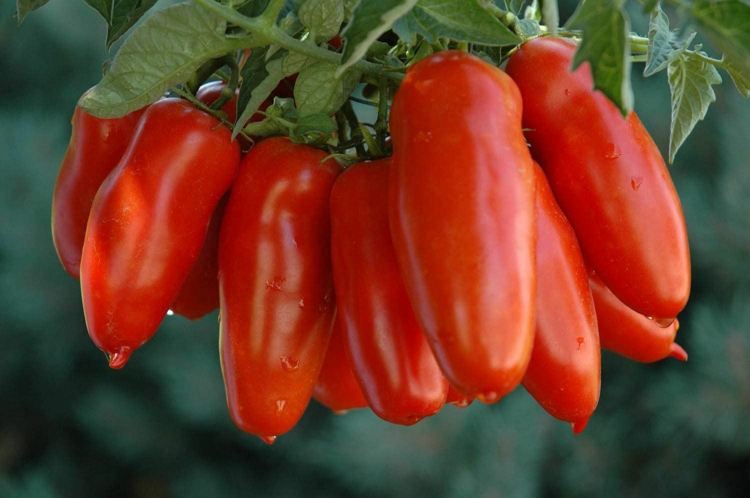 Tomato Seeds, San Marzano Tomato Seeds,”COOL BEANS N SPROUTS” Brand. Heirloom.