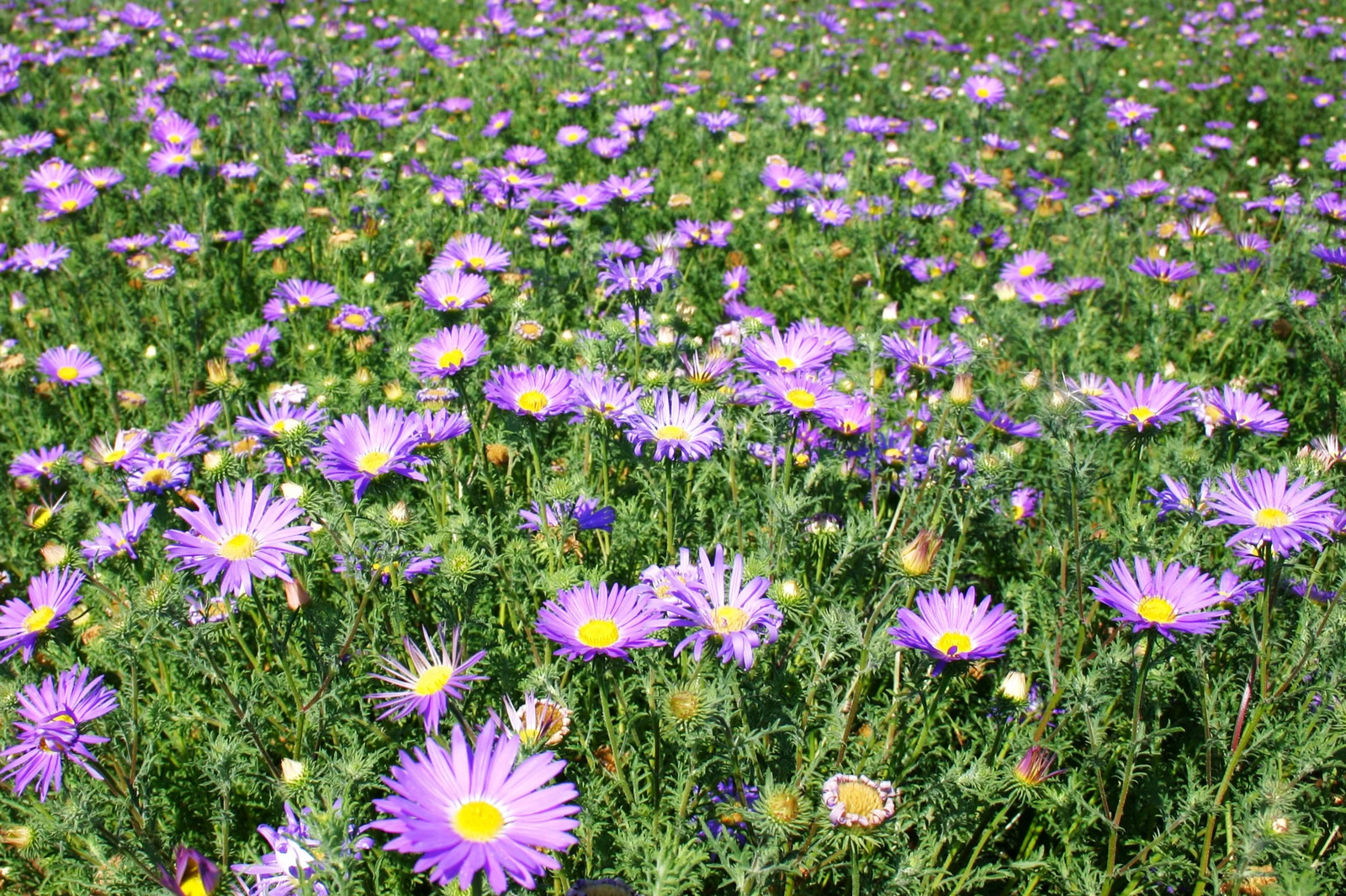 Tahoka Daisy Seeds | Purple Prairie Tansy Leaf Aster Wildflower Flower Seed 2025