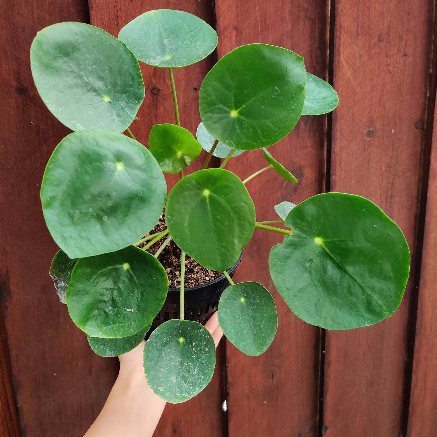2.5” pot 4″pot UFO plant/Pilea peperomioides /Chinese money plant