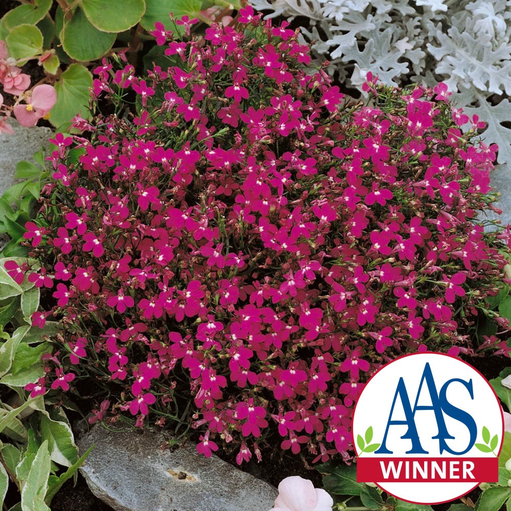 5000 Seeds Lobelia Seed – Lobelia Erinus Rosamund Ground Cover Seeds AAS Winner