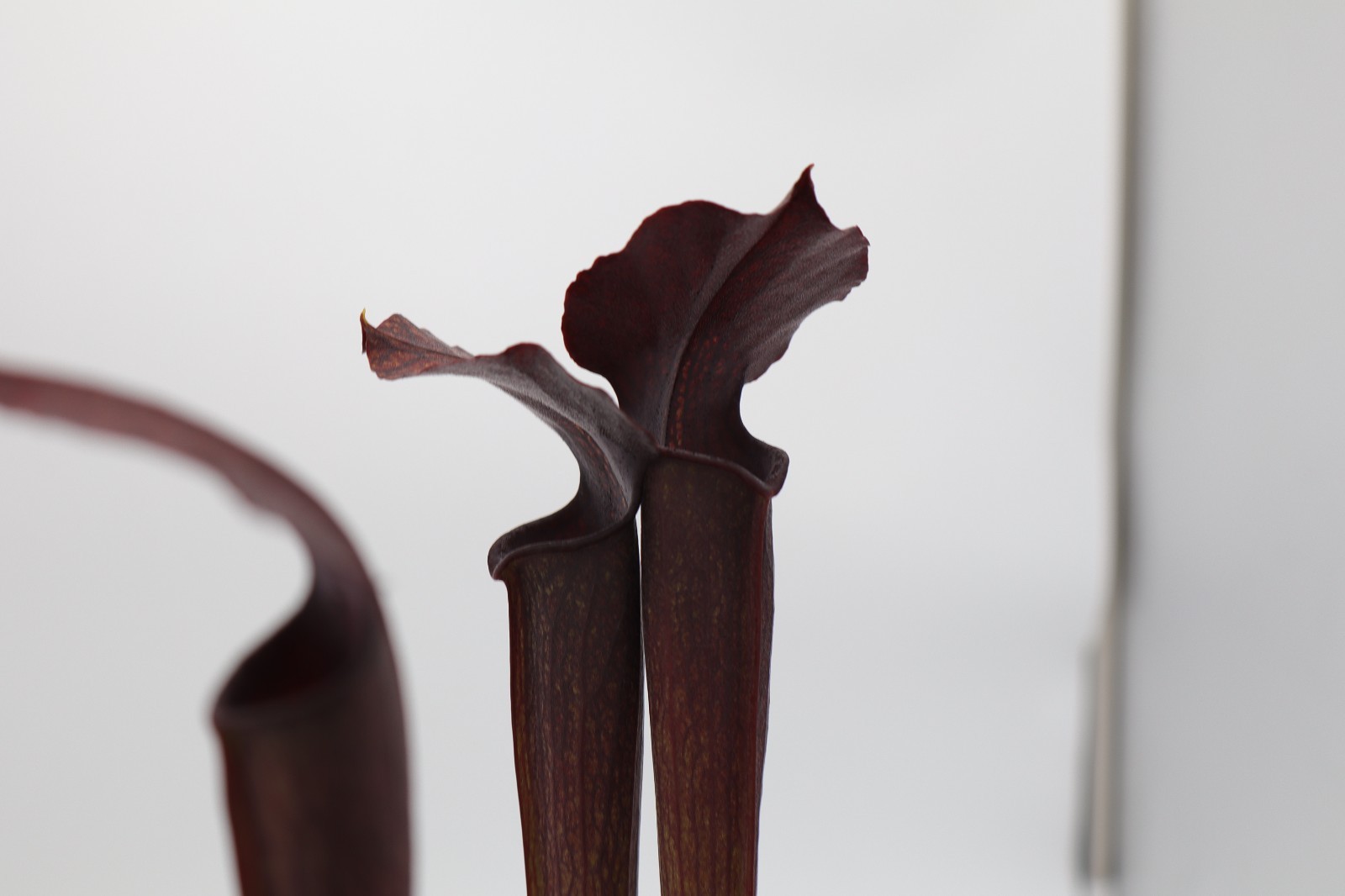 Sarracenia – “Wilkerson’s Red Rocket” x Rubra Gulfensis Red