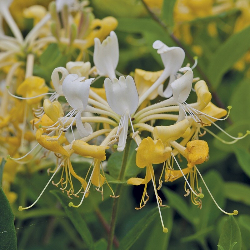 ~SCENTSATION~YELLOW Dutch HONEYSUCKLE VINE Lonicera japonica periclymenum