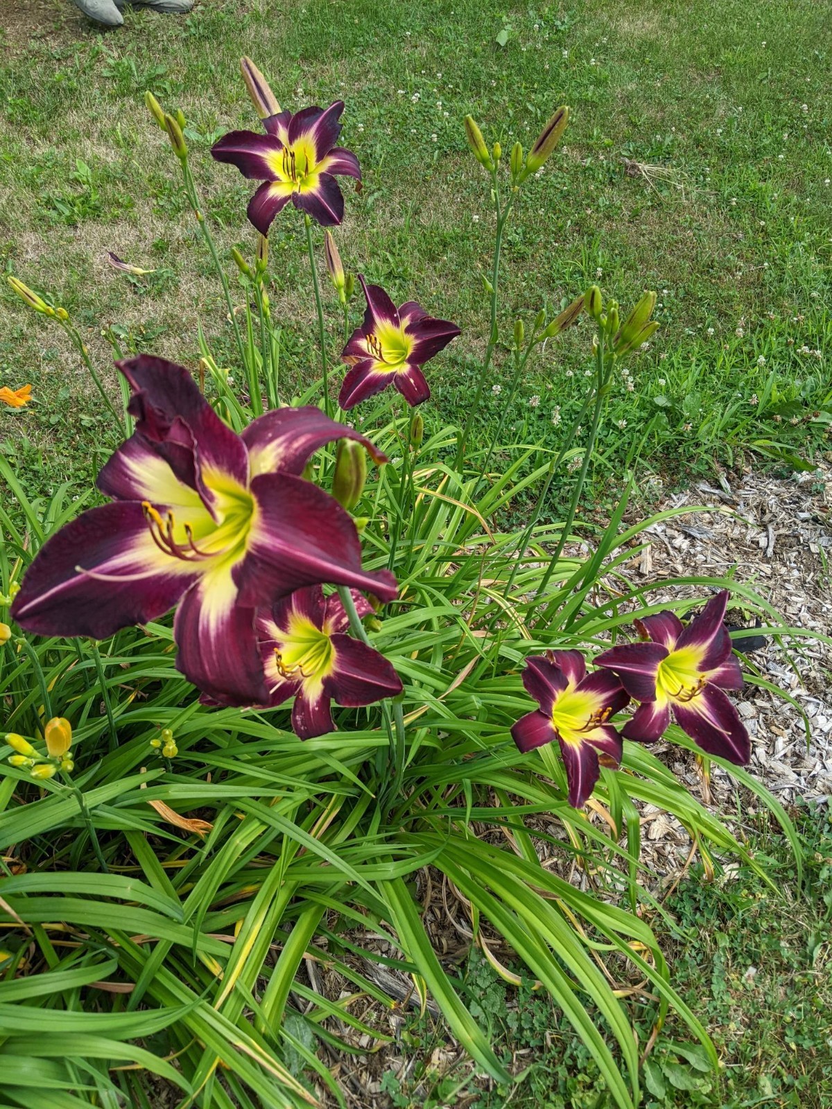 DAYLILY CAMEROON NIGHT – Gorgeous Dark Purple with Green Throat – 2 Fans