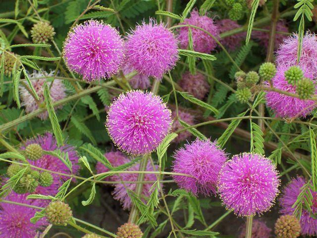 Mimosa Pudica 50 Seeds, The Sensitive Plant, Touch Me Not Herb, Tickle It