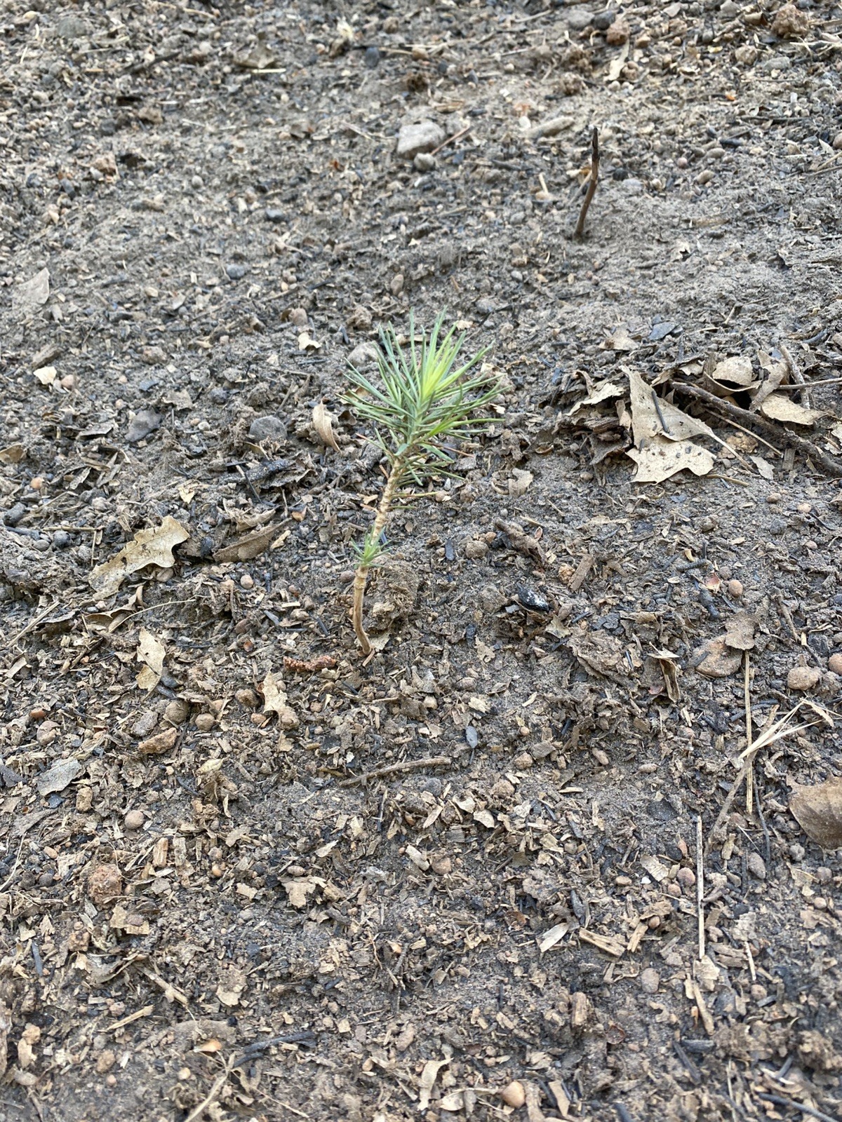 40 PONDEROSA PINE TREE Seedlings bareroot 6-10″ FAST GROWING Wild EVERGREEN