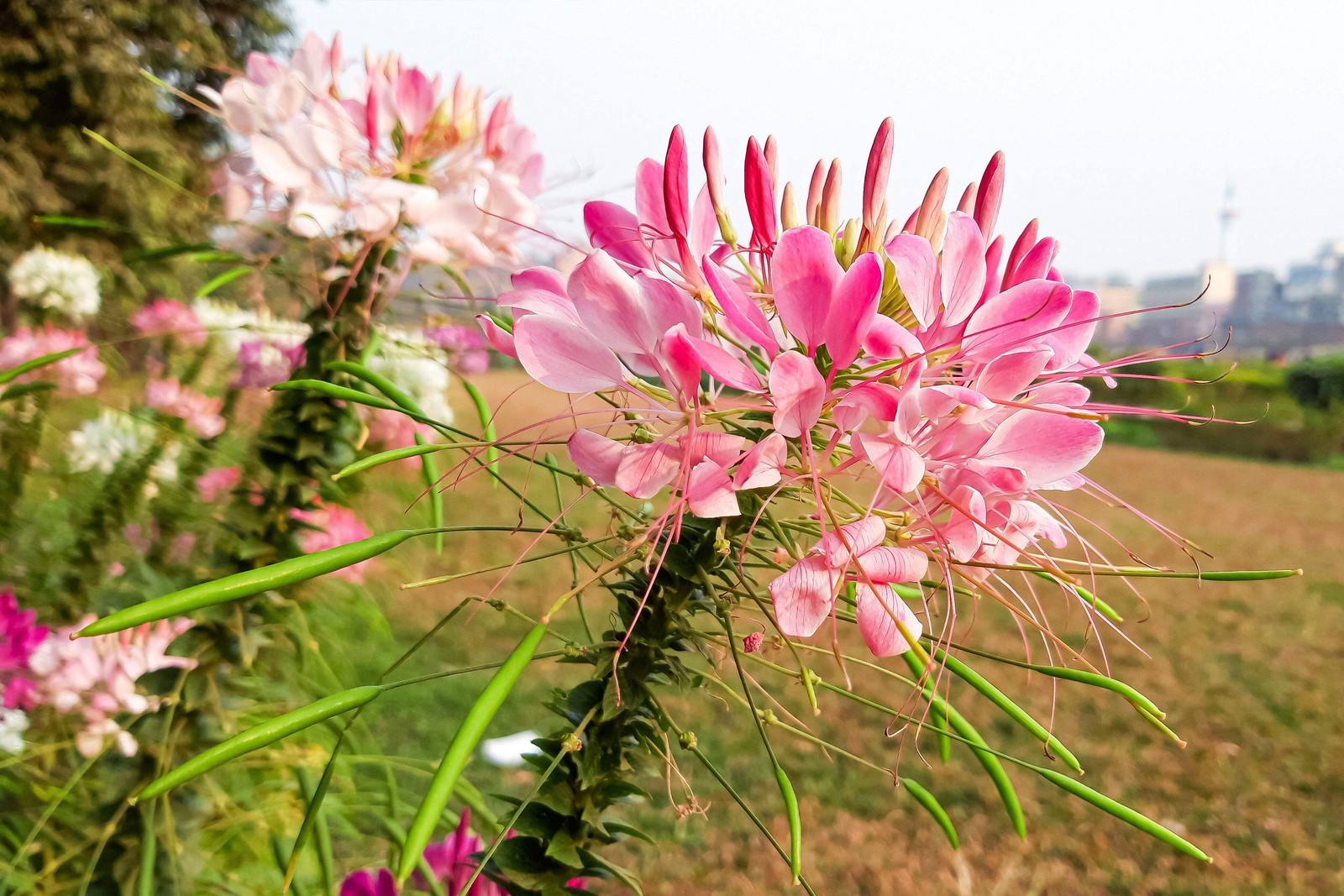 200 ROSE QUEEN CLEOME Hassleriana Cleome Spinosa Pink Spider Flower Seeds