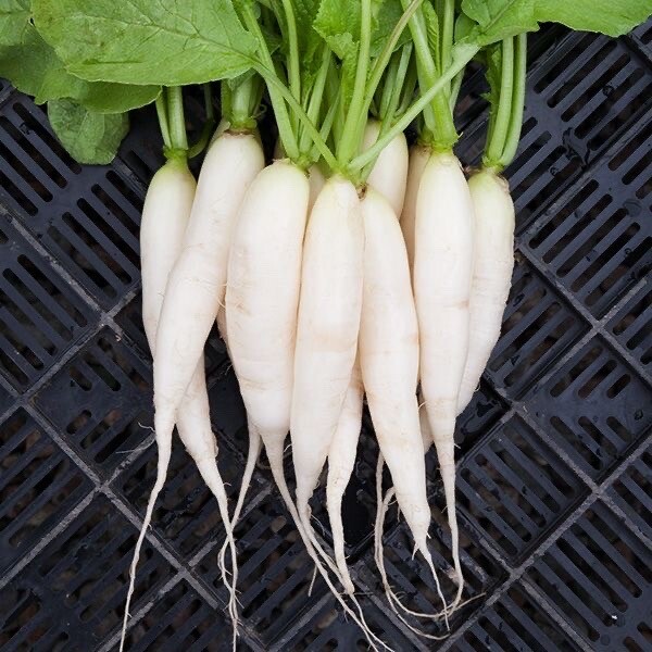1000+ SEEDS Heirloom Radish White Icicle | NON-GMO