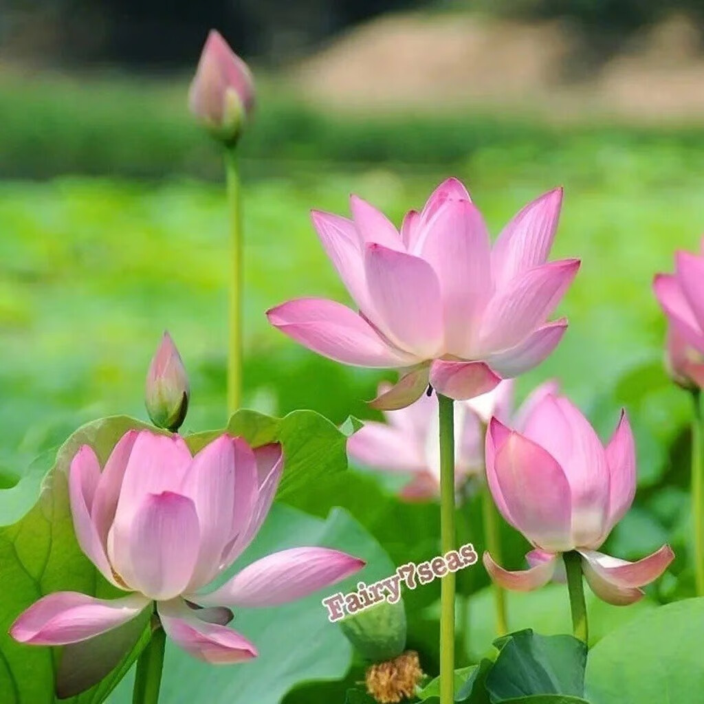 10 Lotus Nicked Seeds – Nelumbo Nucifera – Sacred Lotus Pink