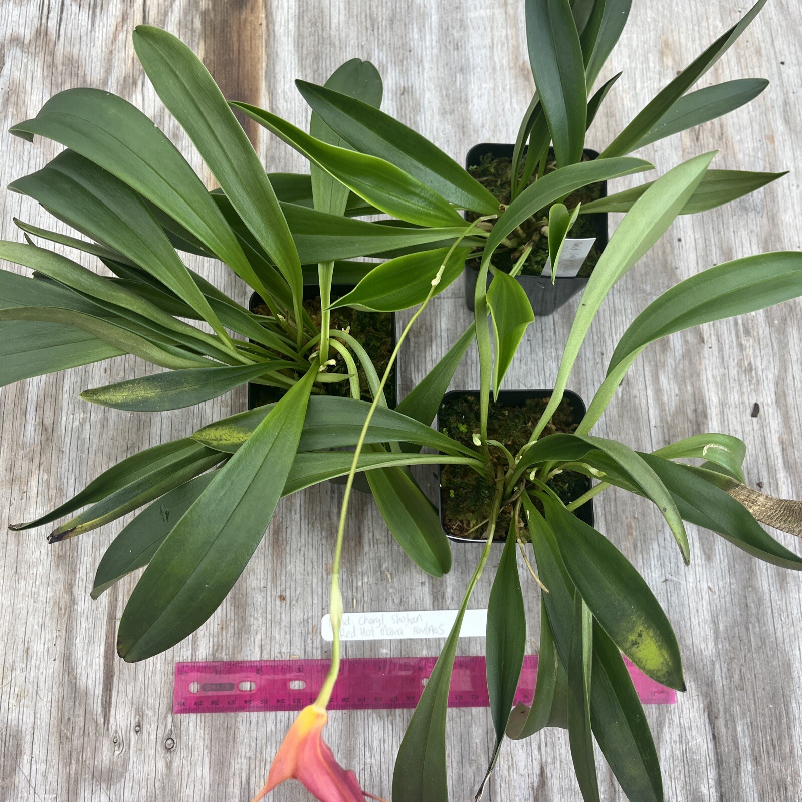 Masdevallia Division Cheryl Shohan ‘Red Hot Mama’ AM/AOS 4” Pot
