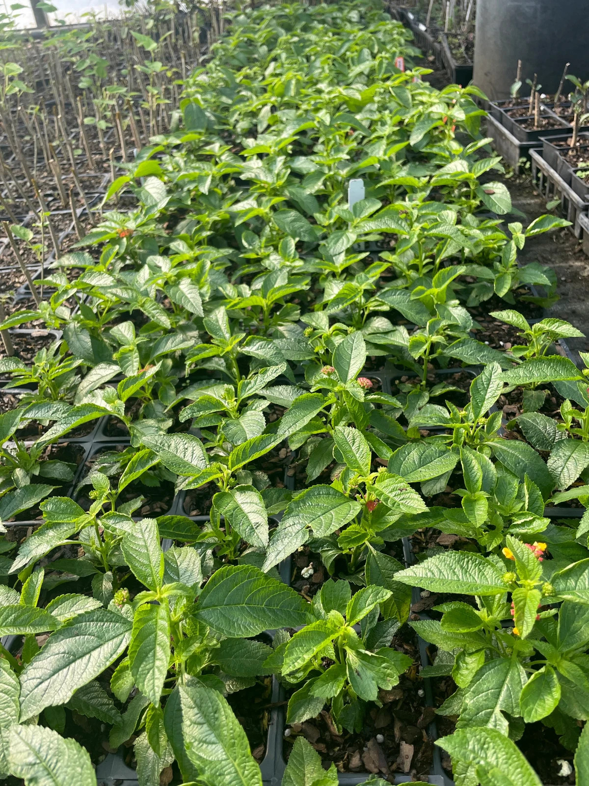 Miss Huff Lantana Camara-3.5 in pot- Repel Mosquito-Attract Butterfly-USA farm