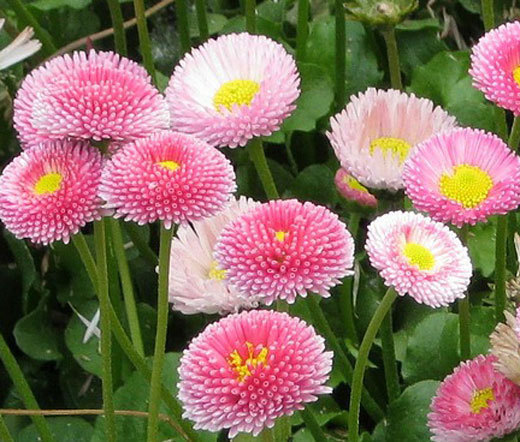 DAISY ENGLISH Bellis Perennis – 50,000 Bulk Seeds