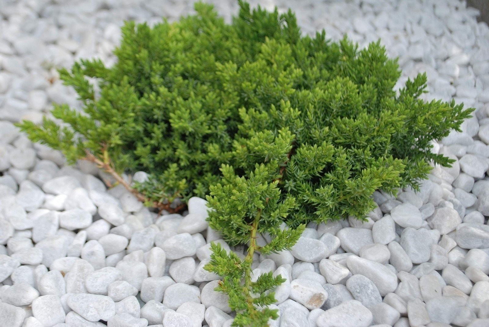 Juniper Procumbens Nana | 2 Inch | Juniperus procumbens | Groundcover Plant