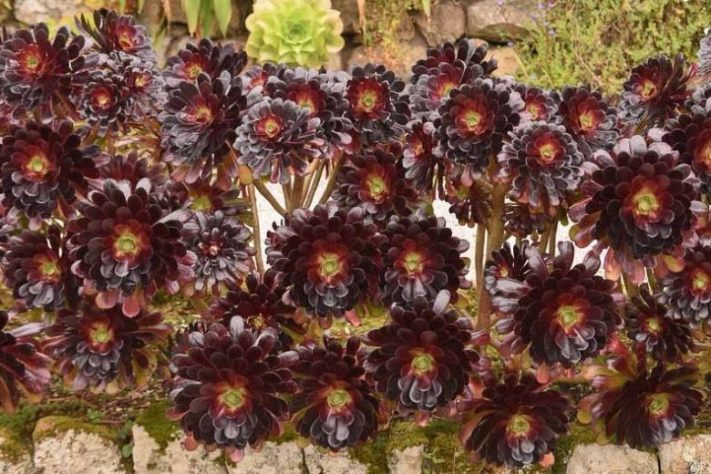 Aeounium Arboretum Atropurpureum Clump Live 2 Gallon Plant BAREROOT EASY TO GROW