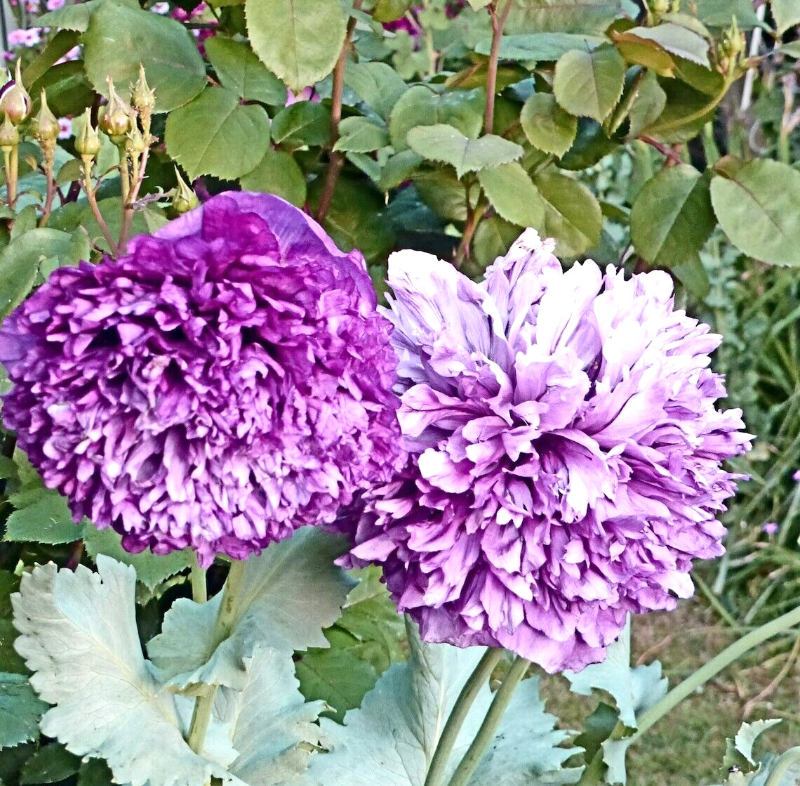 10 POLYPHYLL PURPLE TREE PEONY SEEDS – (Paeonia suffruticosa)