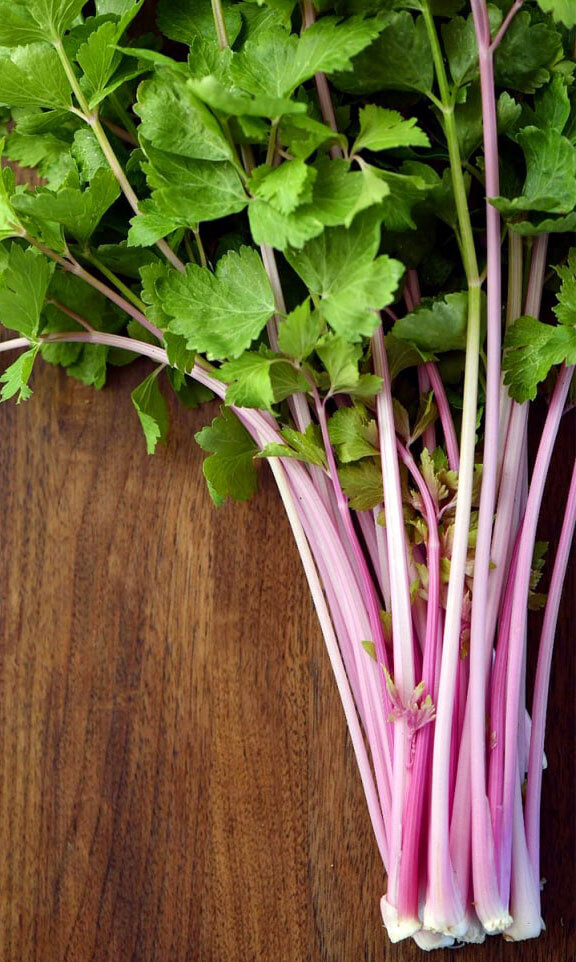 200+Chinese Pink Celery Seeds Rose Celery Kan-tsai Kunchoy Qincai Kan-tsai USA