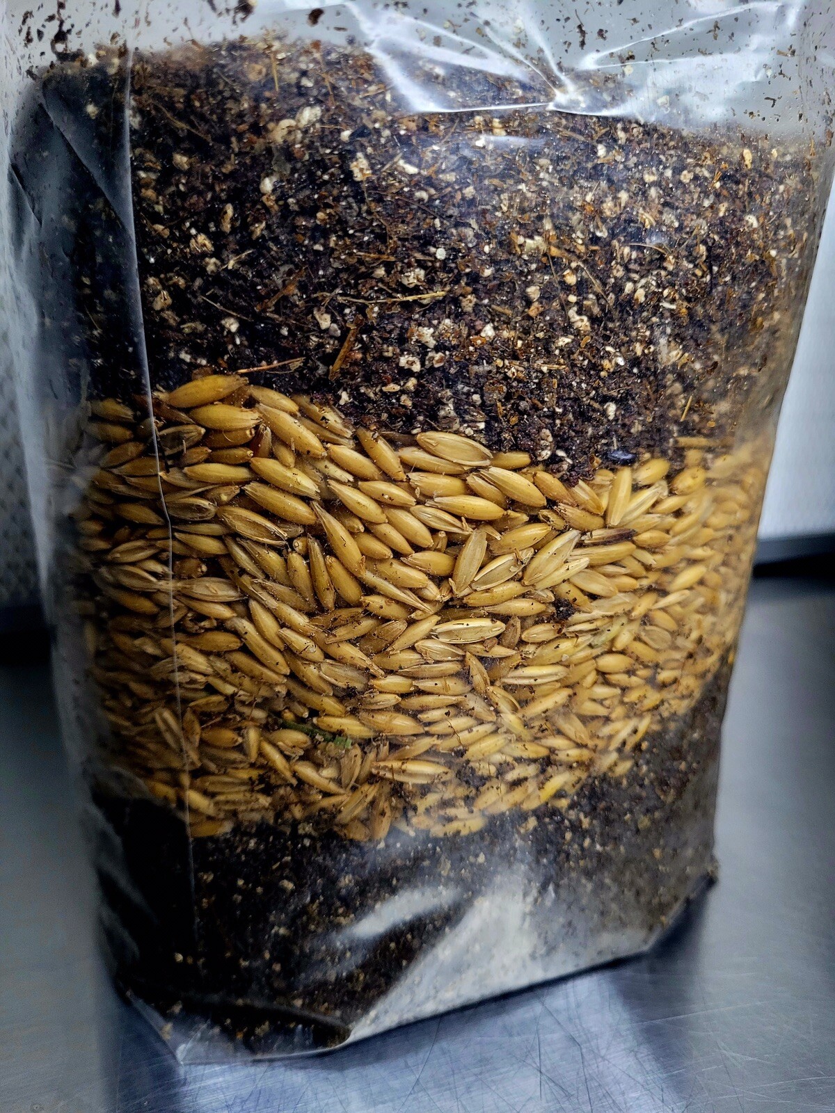 Premium Exotic Dung ALL-IN-ONE Mushroom Grow Kit 1 Pack Kit 3.5lb Bag (OATS) 🍄