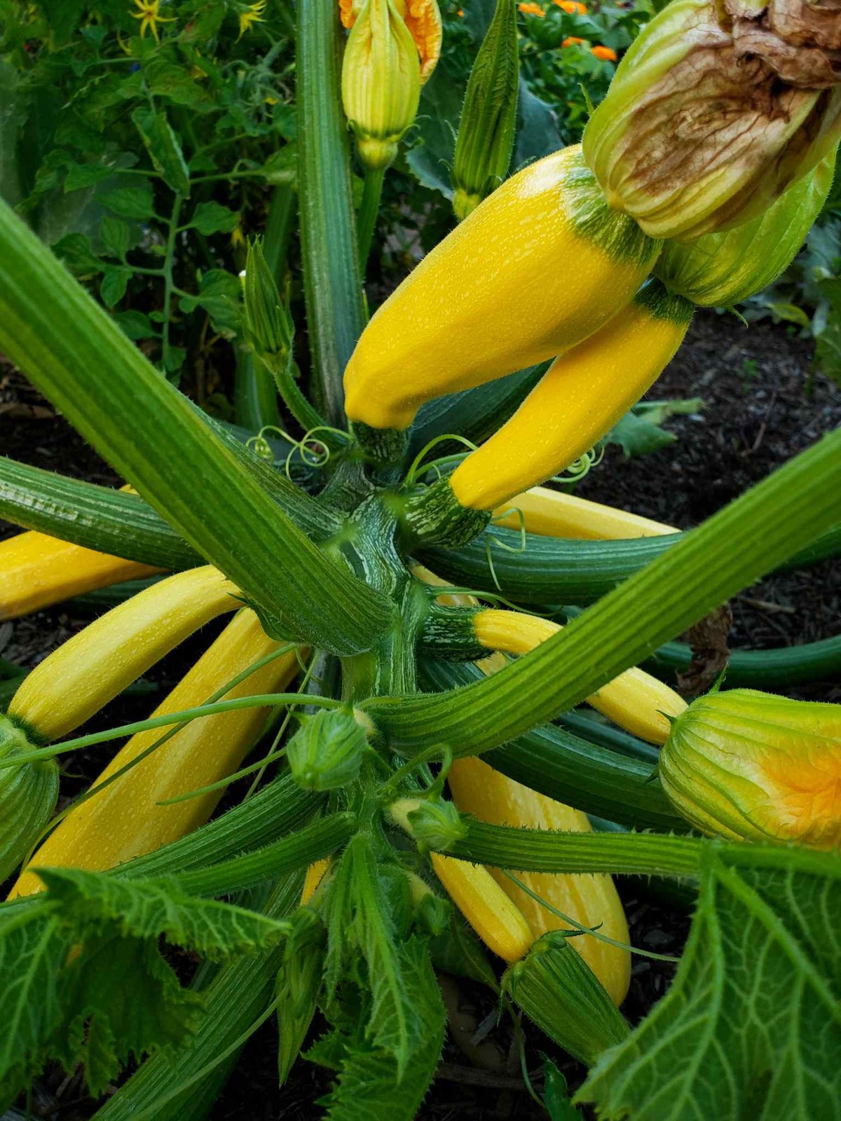 Golden Yellow Zucchini Seeds | Summer Squash Courgette Kousa Vegetable Seed 2024