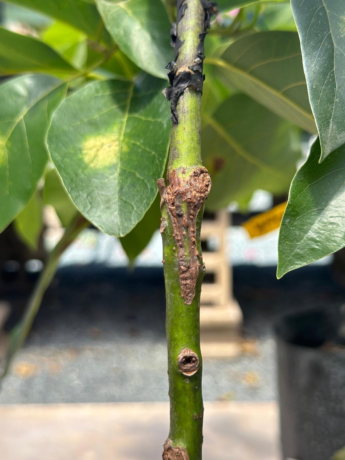 Grafted Lamb Hass Avocado (Persea americana) Live Fruit Tree (10in-2ft)