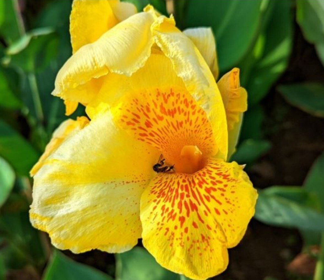 3 MIXED TALL CANNA LILY Mix Colors Attract Hummingbird Butterflies