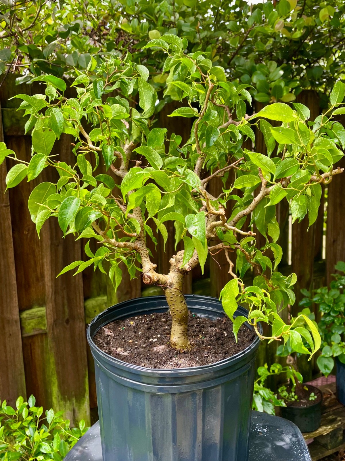Ficus Bonsai Tree aerial roots 7 years Ariel roots on 1 ” trunk Size