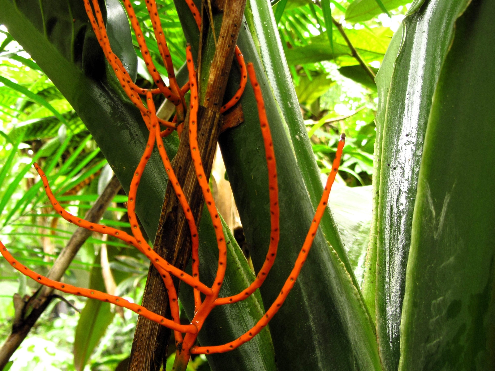 5 BAMBOO PALM Chamaedorea Seifrizii Parlor Palm Tree Sun Shade Houseplant Seeds