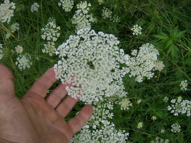 40 QUEEN ANNE’S LACE SEEDS (Daucus carota )