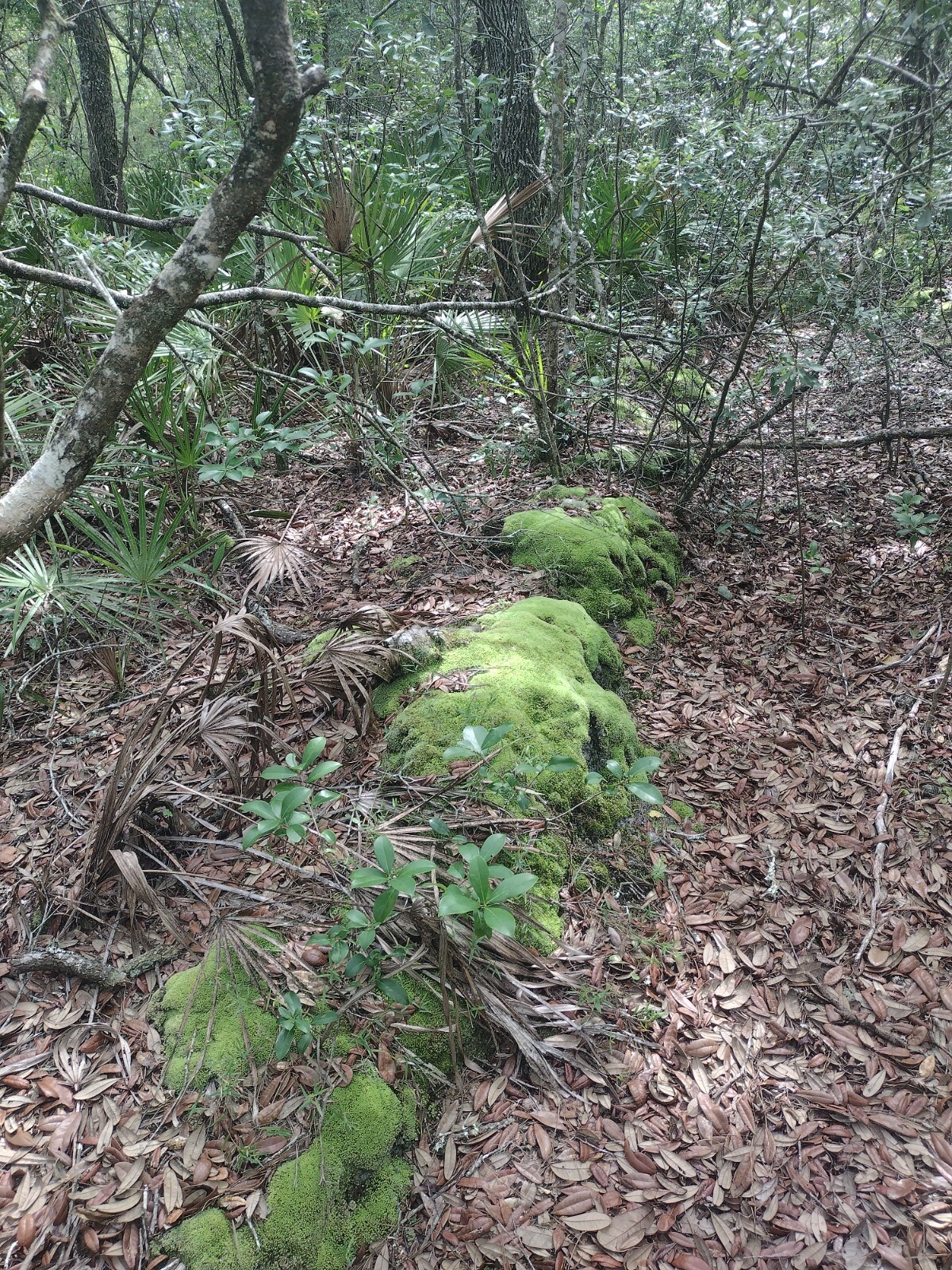 LIVE Florida tropical pillow moss! Bulk moss 10 square feet