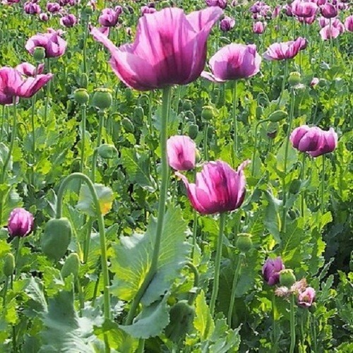 10,000+ Turkish Imported Poppy Seeds For Fall Spring Planting Papavar Somniferum