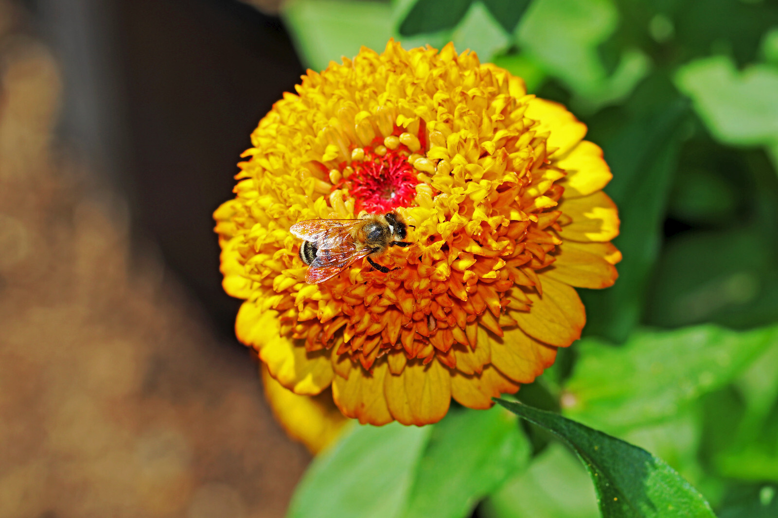 100 Mixed Colors SCABIOSA ZINNIA Elegans Red Pink Purple Yellow Flower Seeds