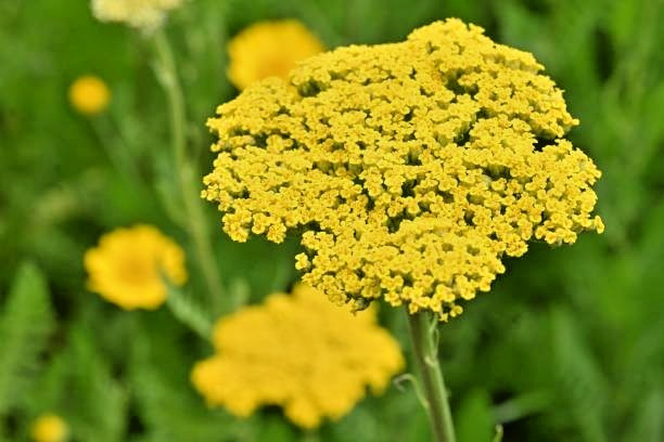 500 GOLD YARROW SEEDS | SALE FREE SHIPPING NON GMO HEIRLOOM