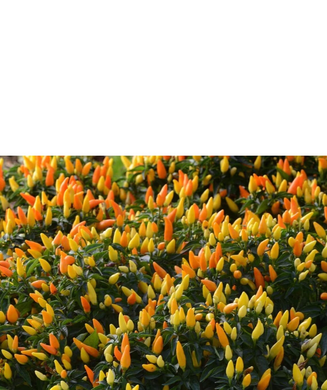Sedona Sun Pepper Seeds Beautiful for Landscape or Pot Size: 10-100 Seed