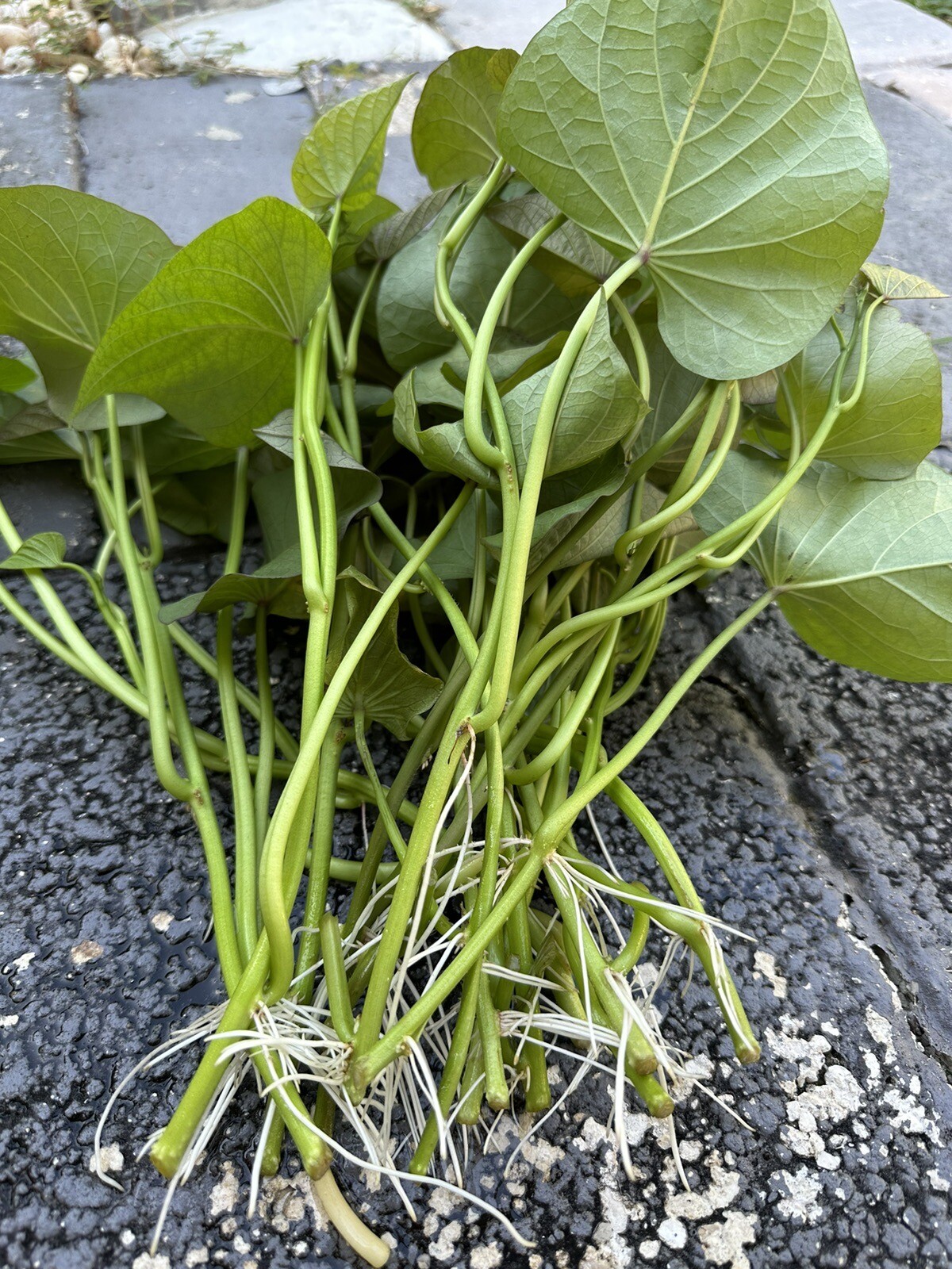 20 Sweet Potato Slips / Cuttings Of Purple +Japanese Red+ Beauregard +white