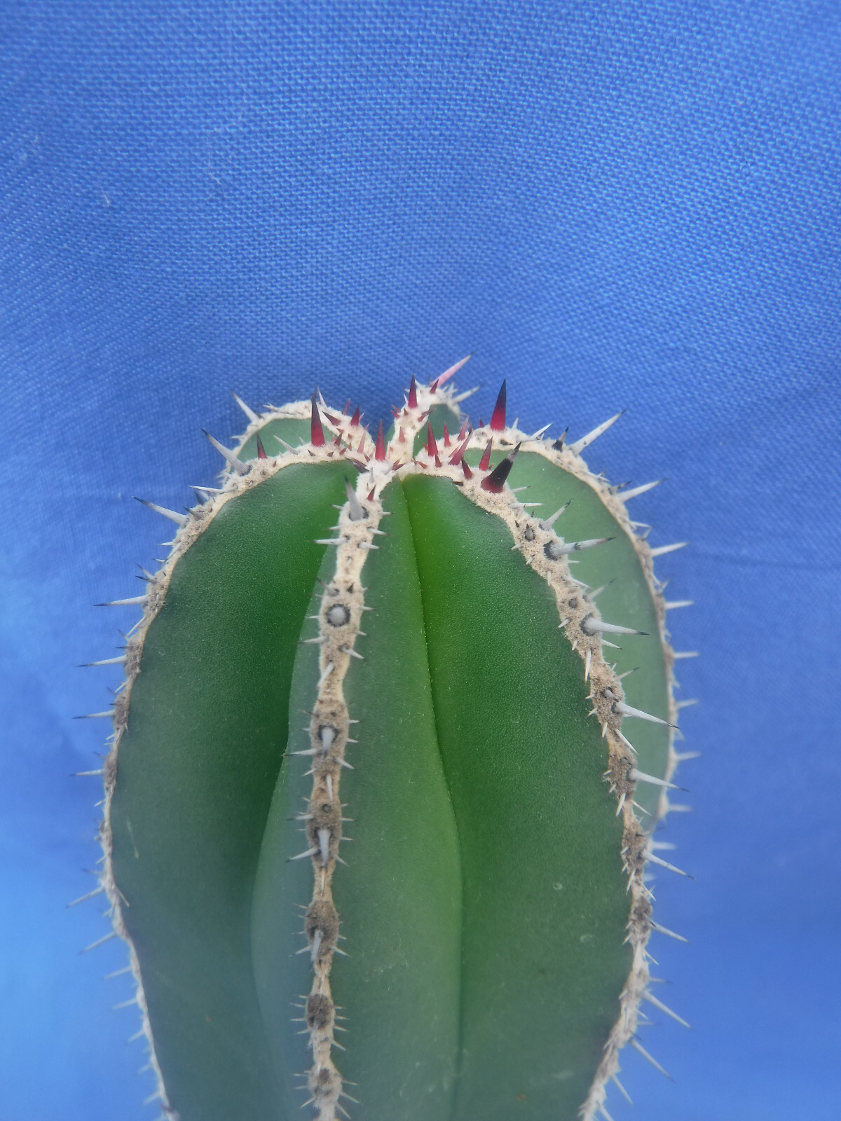 Mexican Fence Post Cactus Pachycereus marginatus TWO CUTTINGS 10″-12″ Tall