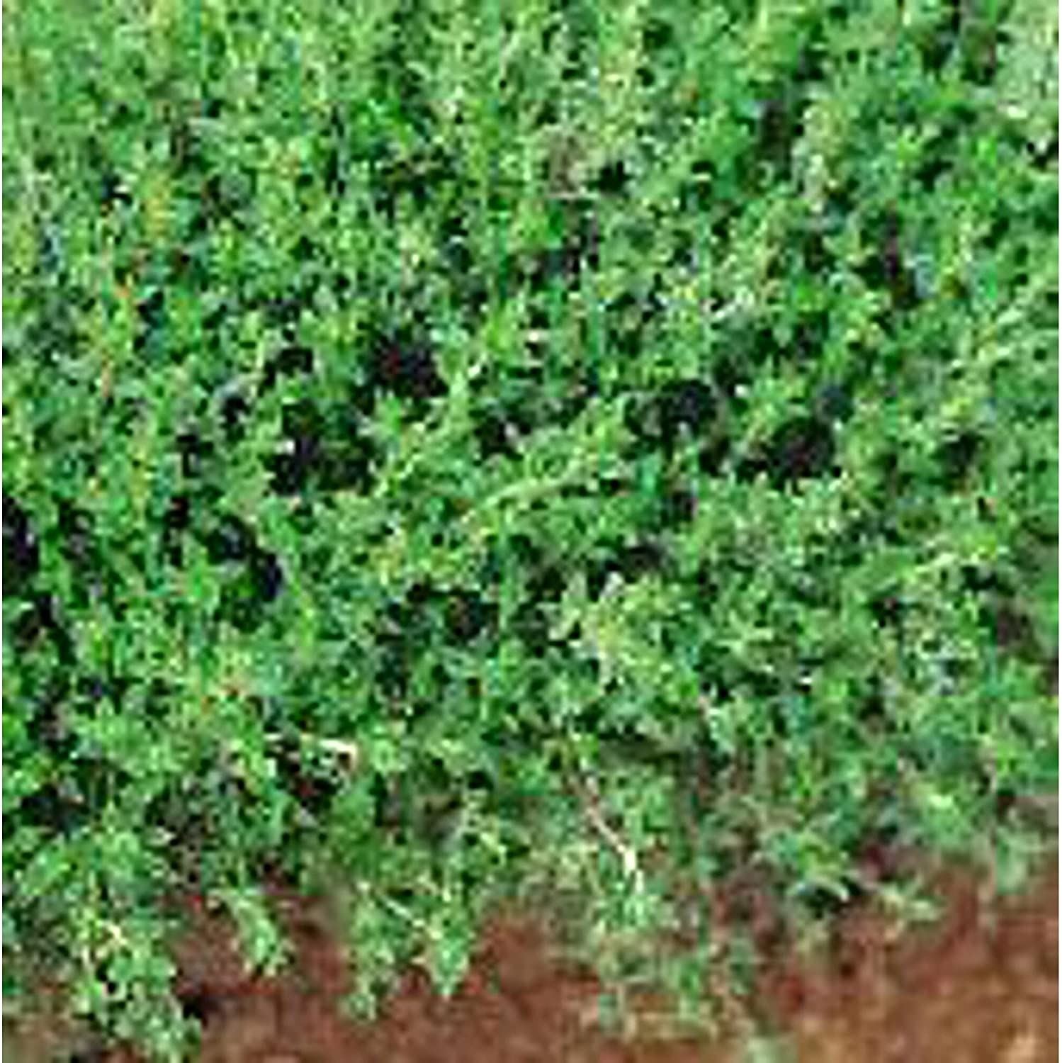 Winter Savory Seeds (20+ Seeds) | Non GMO | Vegetable Fruit Herb Flower Seeds fo