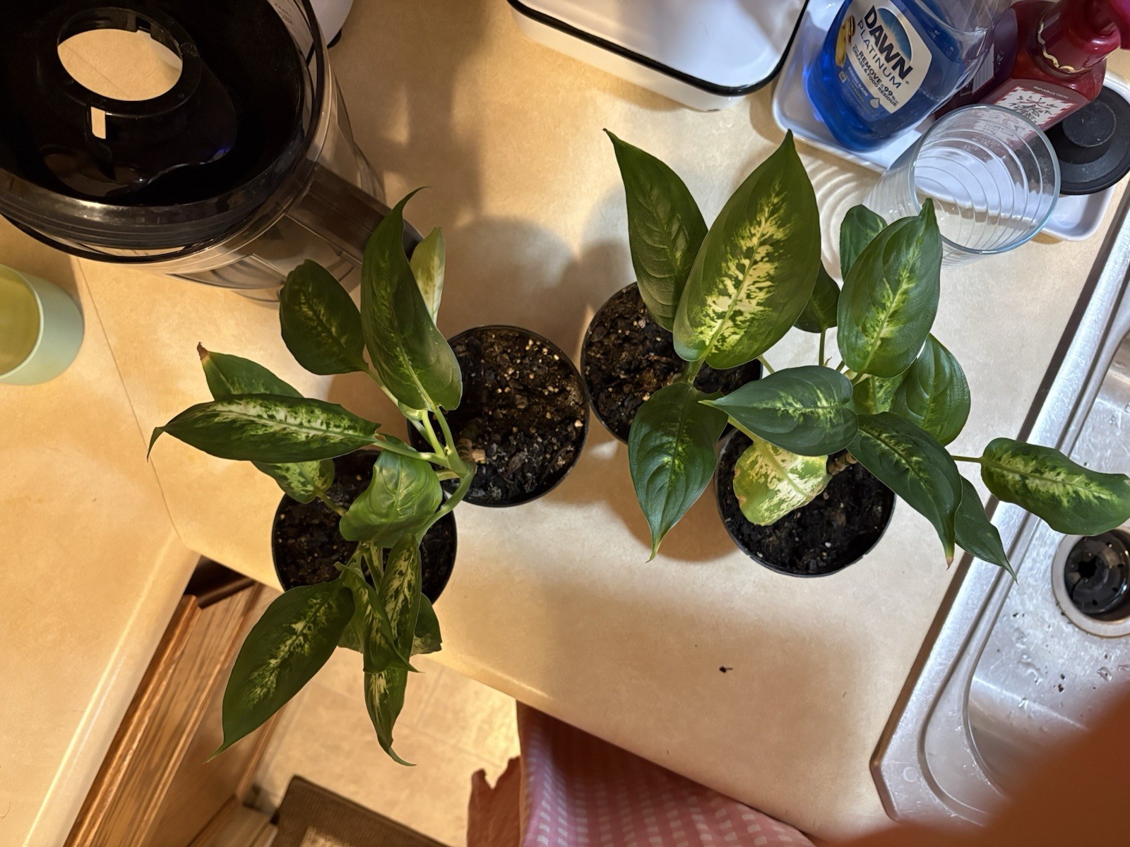 4 Dieffenbachia Houseplants “Dumb Cane” Price is Per Plant/Pot