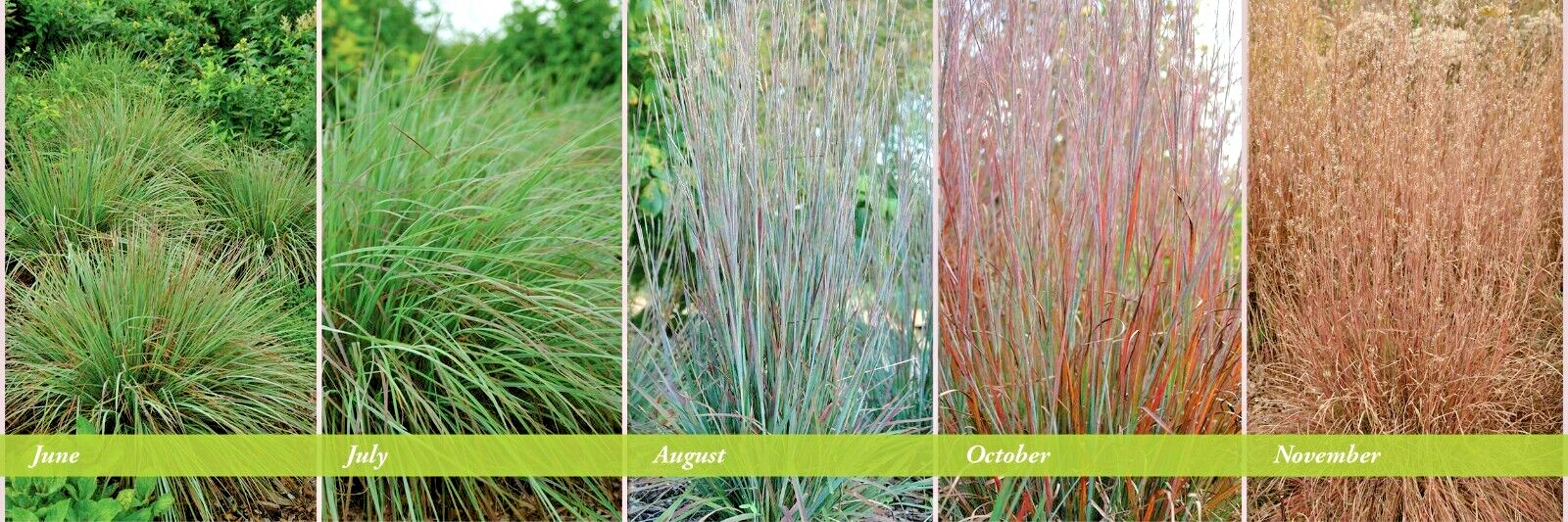 25 STANDING OVATION LITTLE BLUESTEM SEEDS – Schizachyrium scoparium