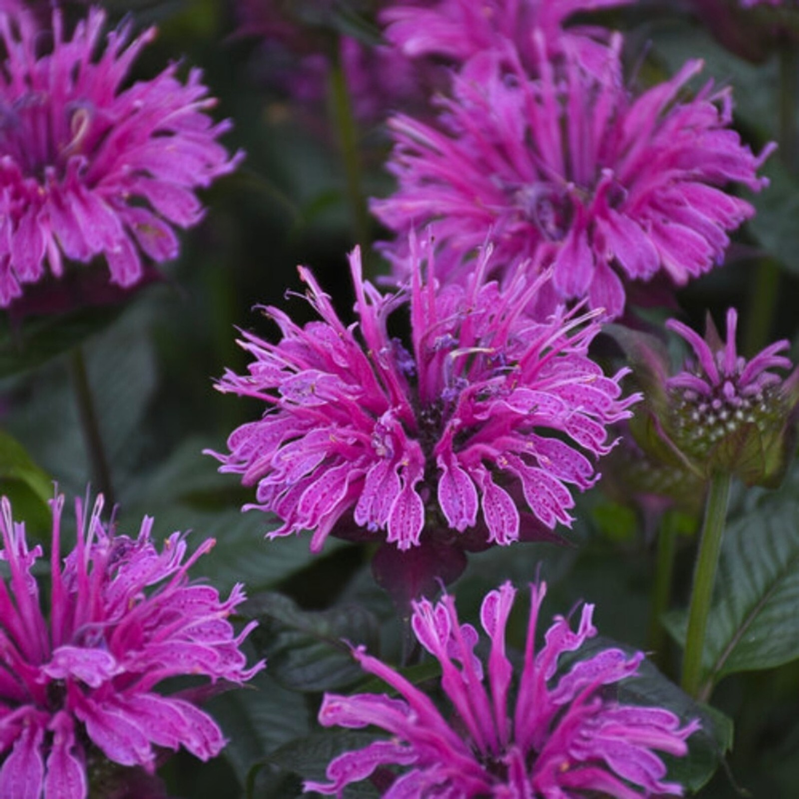 100 Indigo Bee Balm Seeds Flowers Seed Butterflies Bees Hummingbird US SELL