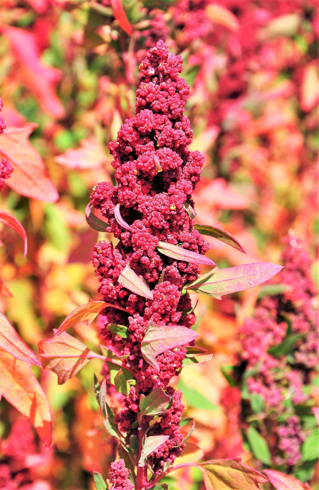 100 Organic RED HEAD QUINOA Grain Chenopodium Quinoa Pink & Red – White Seeds