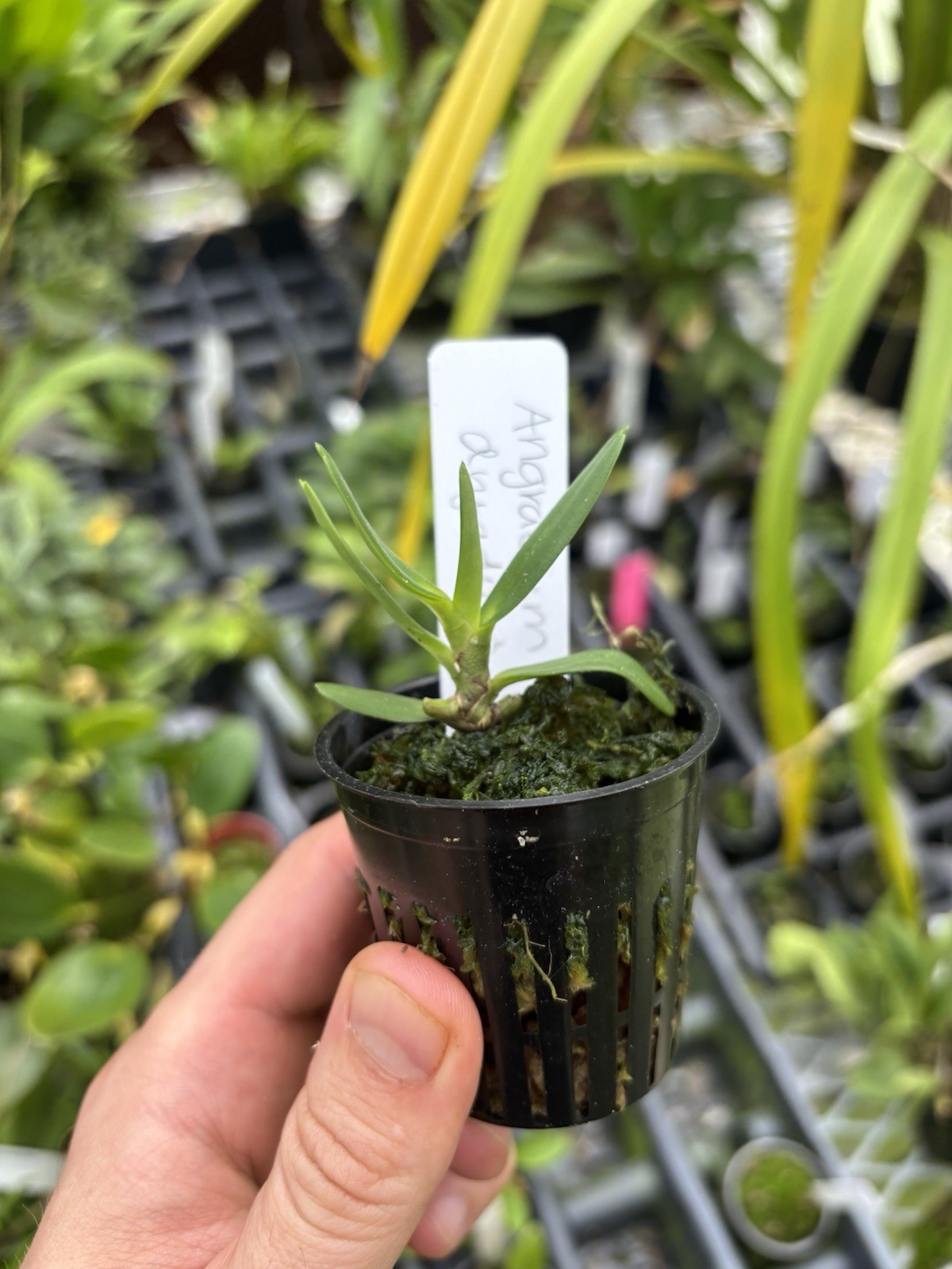Angraecum dryadum Miniature Uncommon Fragrant Orchid Species