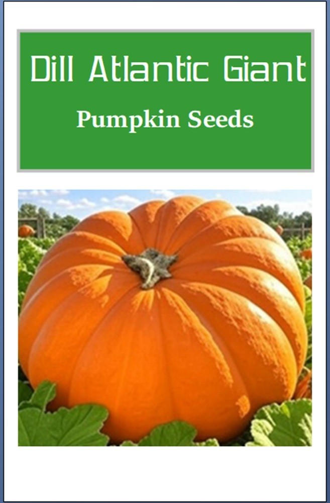 Dills Atlantic Giant Pumpkin Seeds NON-GMO Heirloom Garden Seeds