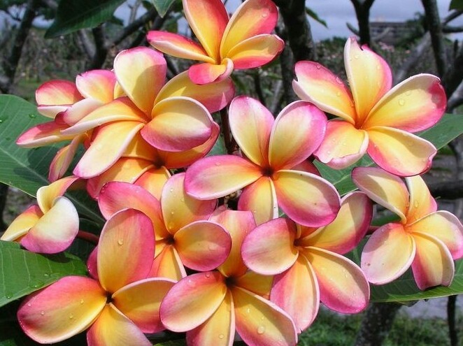 Rare Plumeria. Two rainbow plumeria cuttings 9 to 14” Free Shipping