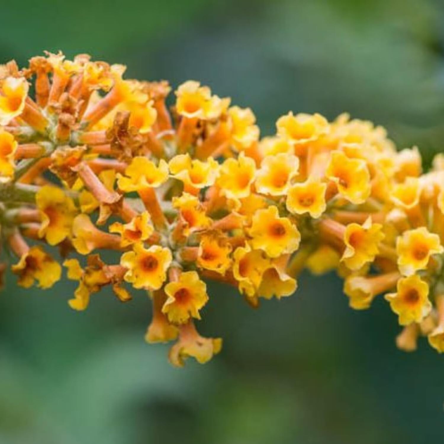 Yellow Butterfly Bush Starter Plant 4-6″ Tall-Honeycomb Buddleia Plant