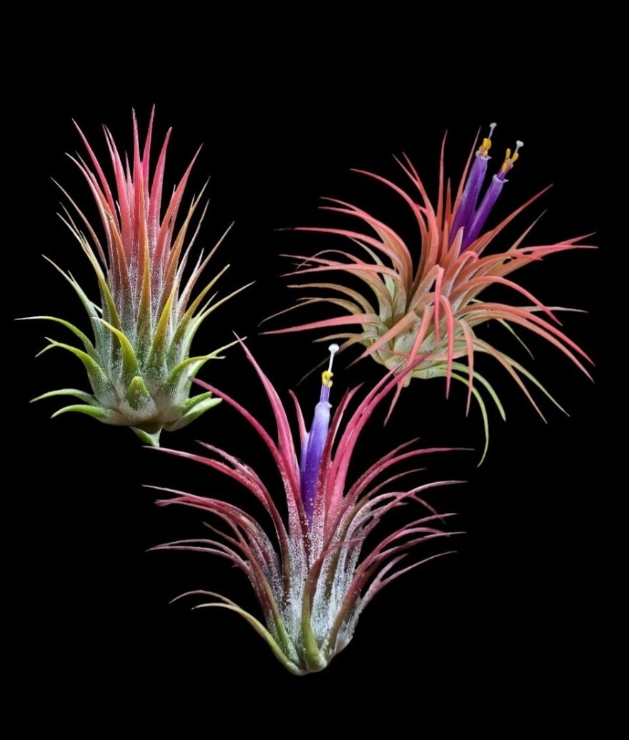 3 For 1 Deal Ionantha Air Plants Wholesale Bulk Lot Of Beautiful Tillandsia