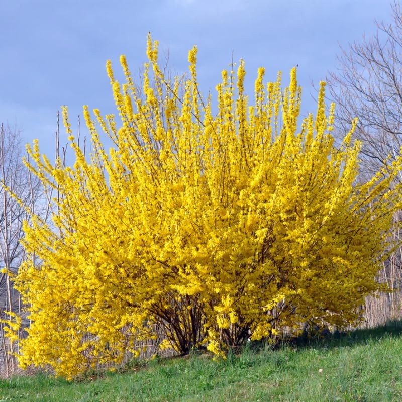 Lynwood Gold Forsythia Bush 6-12 Inch Tall, Fragrant Flower in Pot